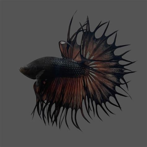 Rare Betta Fish For Sale – Thailand Betta Fish.
